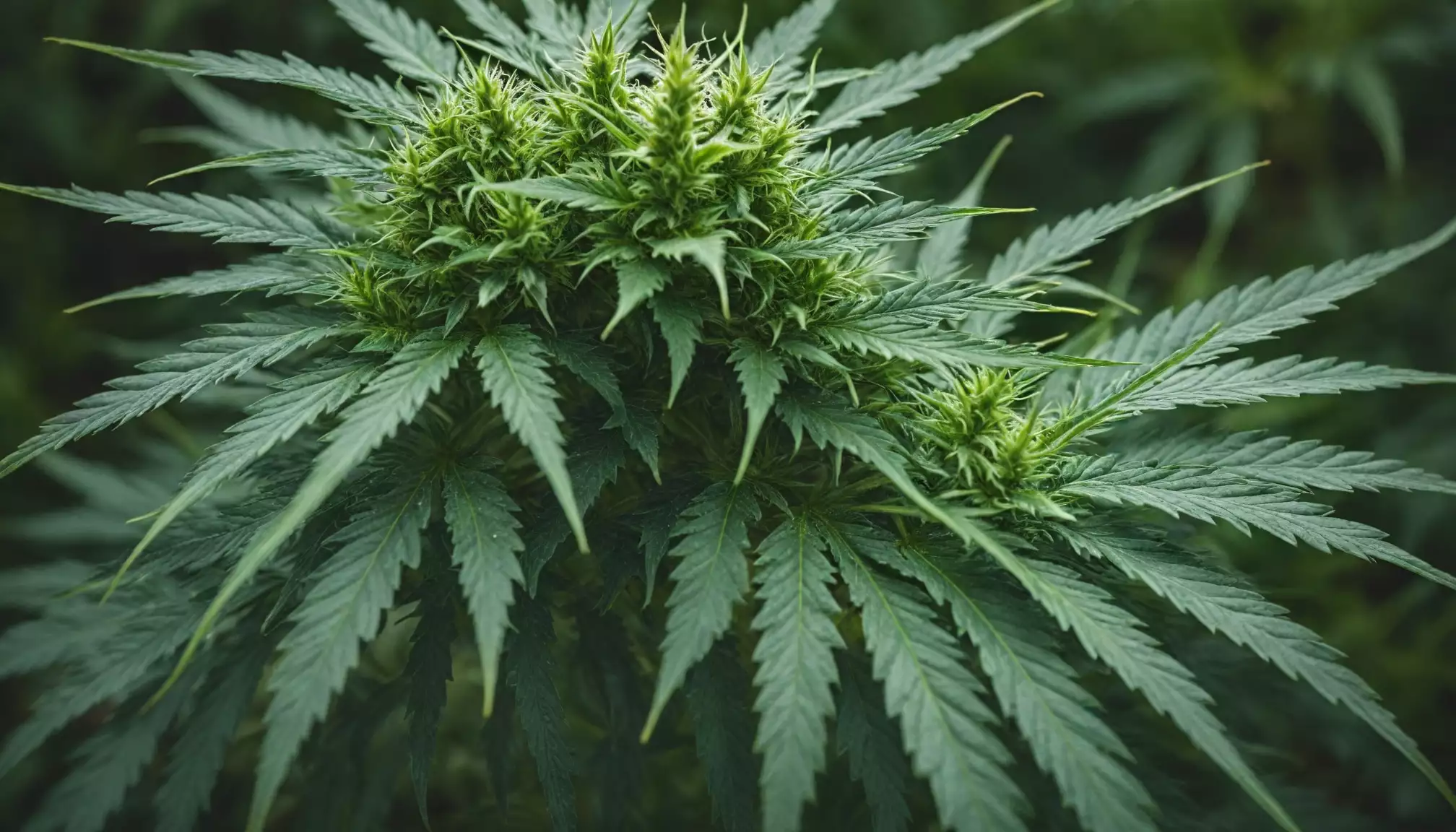 Roślina konopi w pełnym rozkwicie